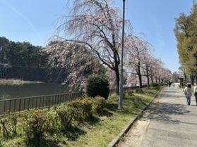 名古屋ワイン会　桜